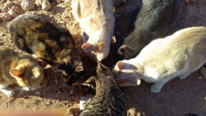 lorraine-oram-tnr-oreilles-de-chat-pointues