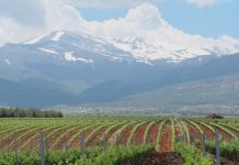 LAS OTRAS CARAS DEL TURISMO EN GRANADA Bodegas Muñana, una de las bodegas más conocidas y reconocidas de Andalucía