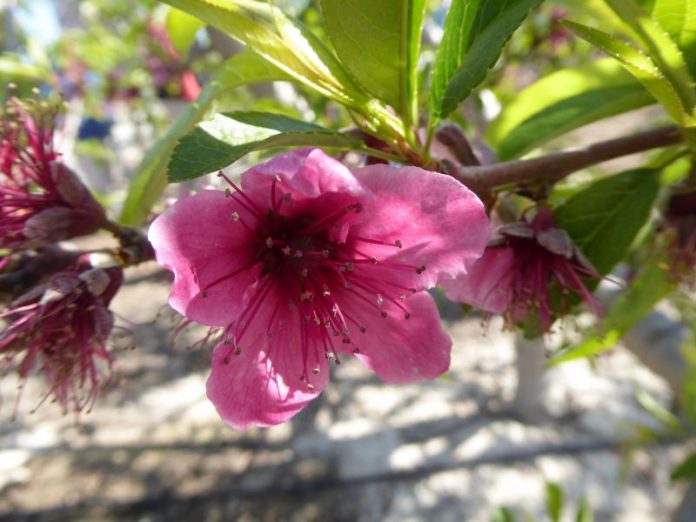 humanisten_van_murcia_darwinistische_tuiniers_april