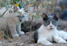 Der Stadtrat von Orihuela startet ein Notfallprogramm zur Sterilisation streunender Katzen Diese Mittel werden für die Sterilisation wilder Katzen in der gesamten Gemeinde Orihuela verwendet.