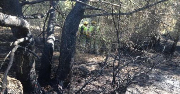 Fire destroys pine forest close to El Galán and Eagles Nest
