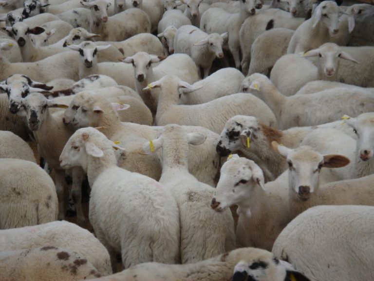 Pilar mayor warns Muslims not to sacrifice lambs at home