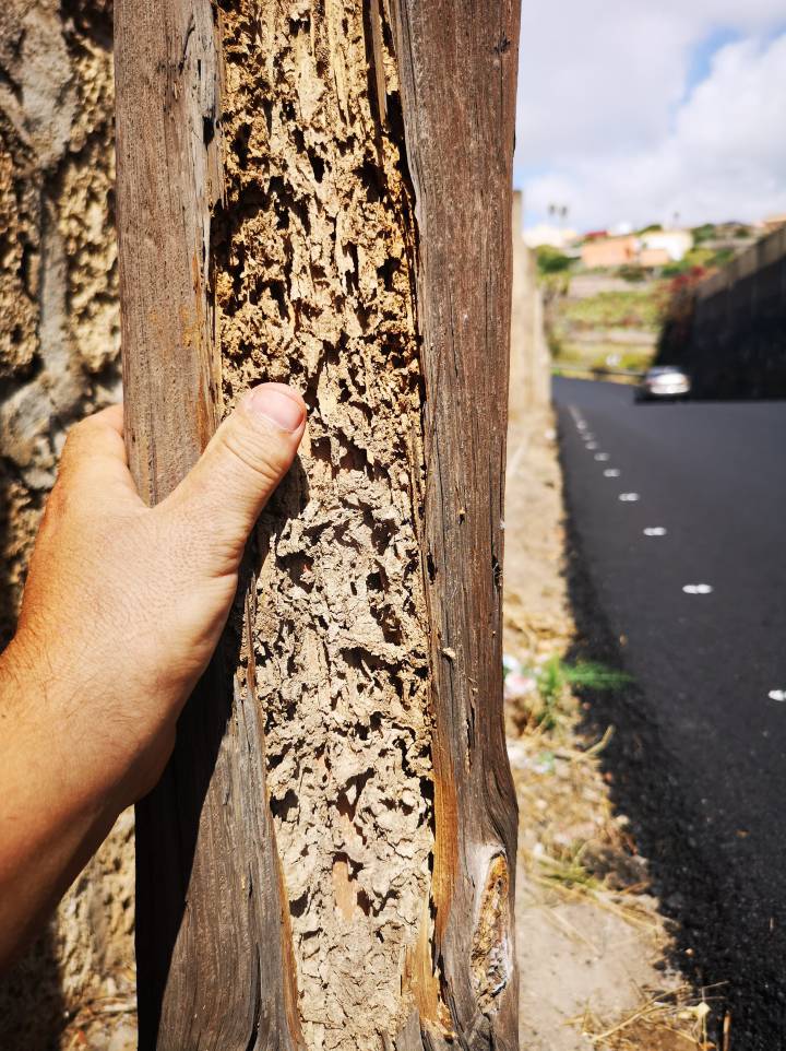 Termite Terror in Tenerife