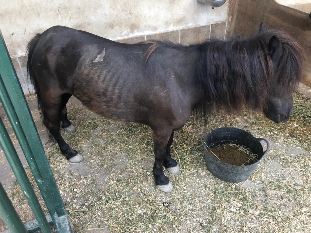 Crevillente small female pony rescued 12th August 2019