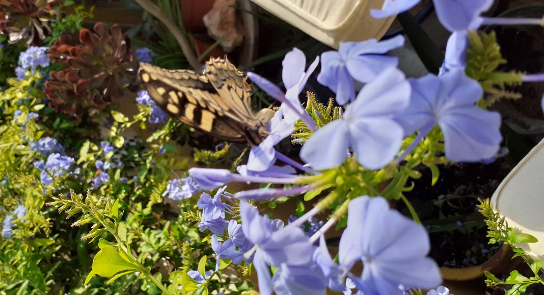 Monarch butterfly in Los Montesinos
