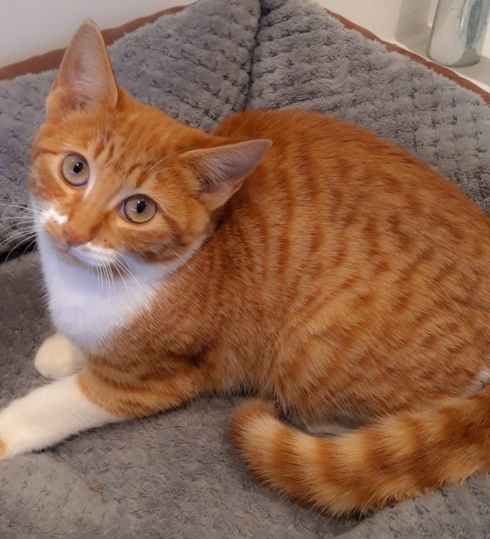 Amber1 Pets in Spain - Amber in need of a home