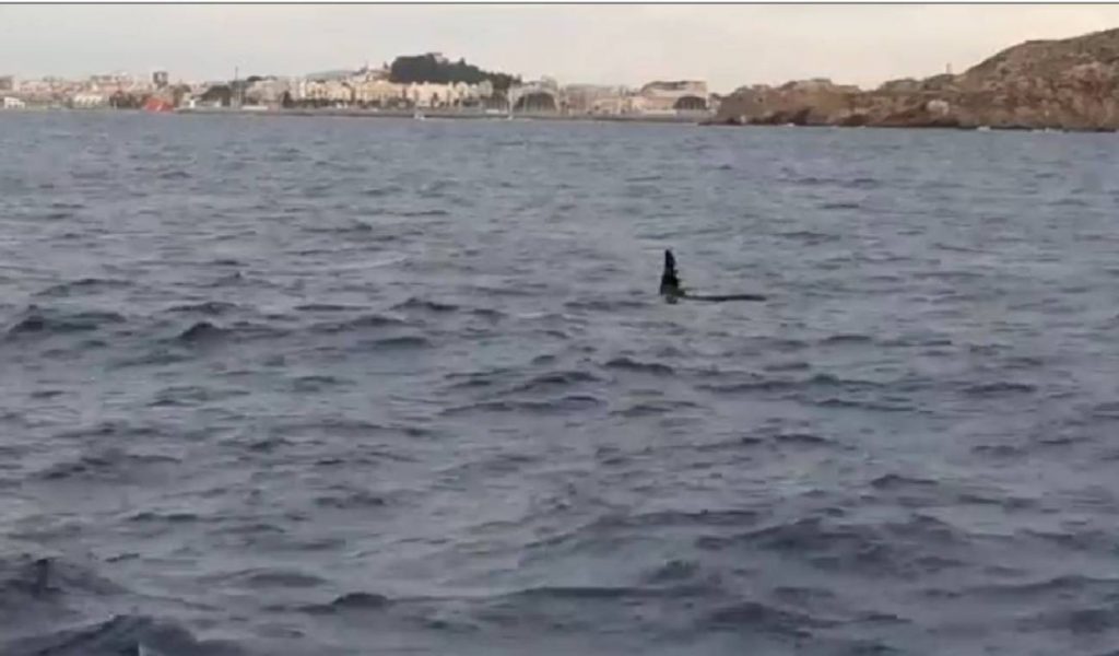 Four killer whales spooted off the coast of Cartagena