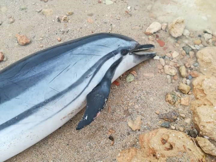 Dead Dolphin Washed Ashore In Torrevieja Attacked By Bottlenose ...