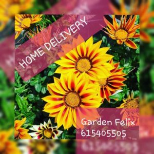 Garden Felix - Bleeding Heart early Spring show