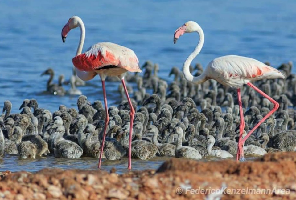 hundreds of flaminglets chicks were born for the first time in Torrevieja.