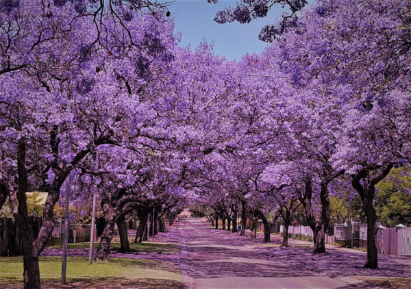 THE Spectacular Jacaranda Tree The Leader