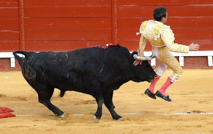 Ole! Matador Enrique Ponce suffered injury when a bull gored him during a bullfight in Spain.