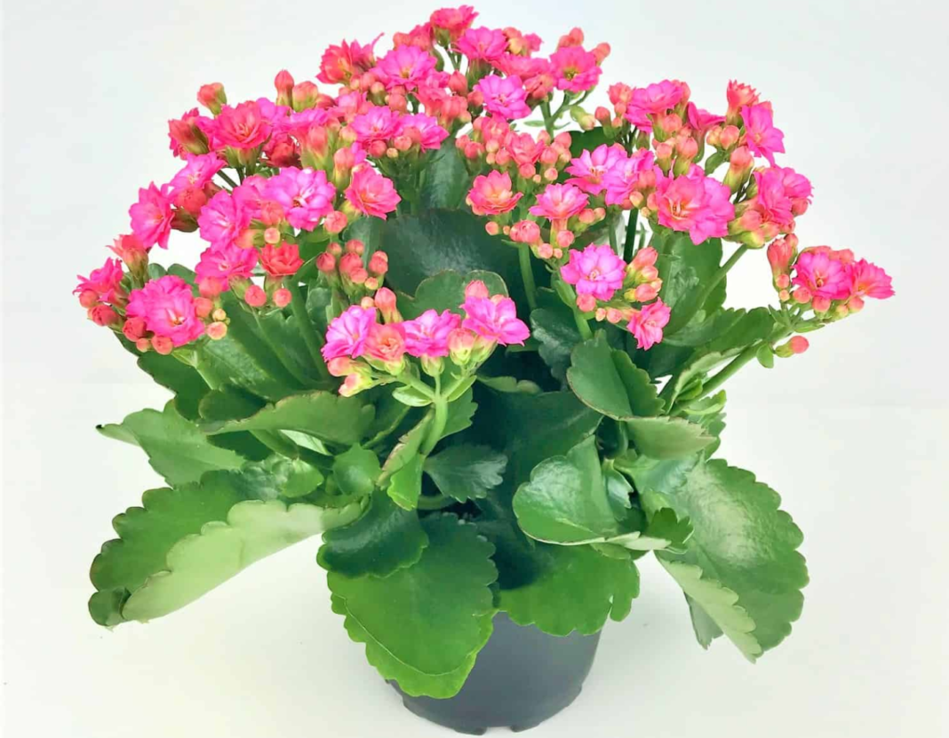 Kalanchoe - Widows Thrill - starry flowers blooming in winter to spring