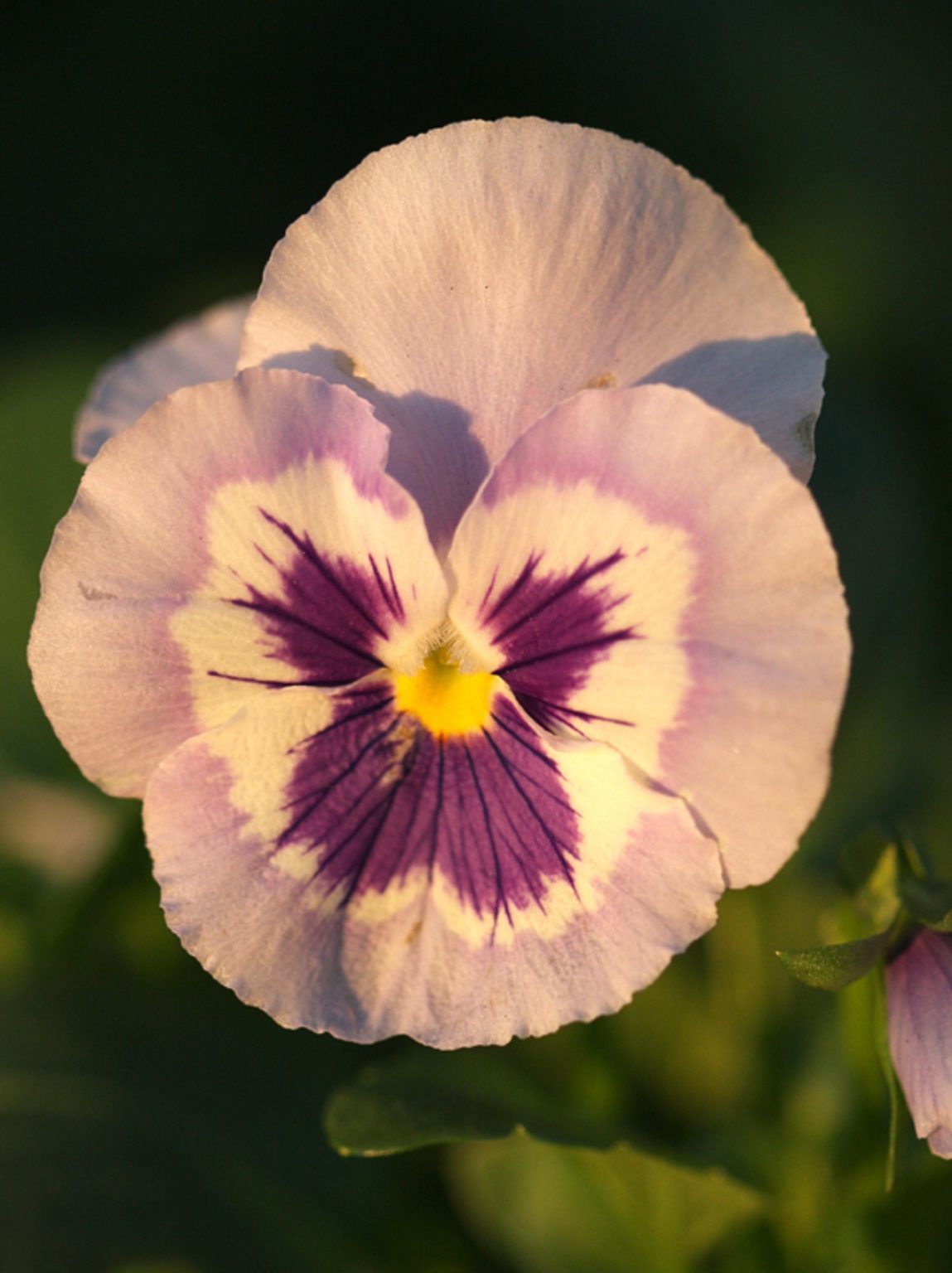 Winter flowering pansies give a beautiful pop of colour The Leader