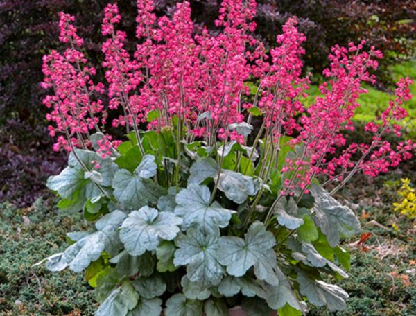 Garden Felix - Heuchera bell-shaped flowers ring in the Spring-early ...