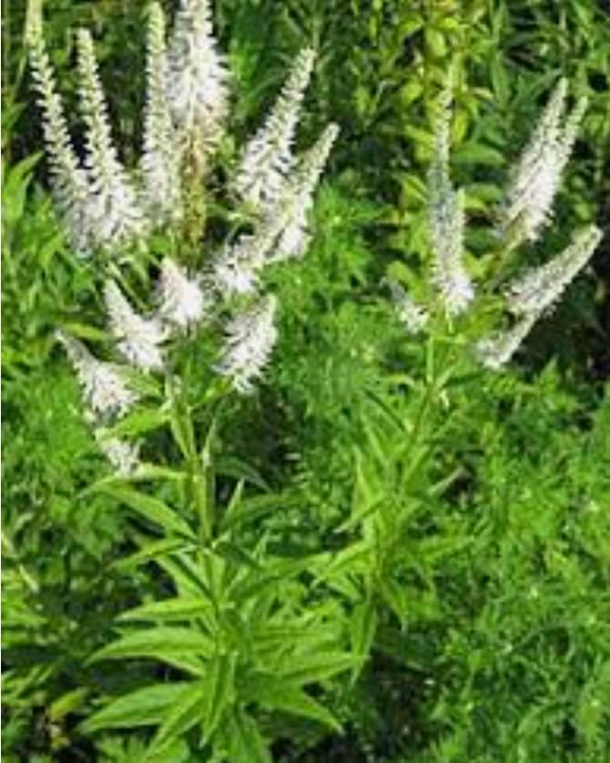 Garden Felix - Dr in the house with Culver's root