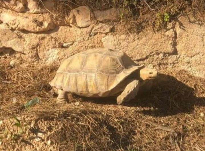Giant protected African sulcata tortoise in Los Balcones
