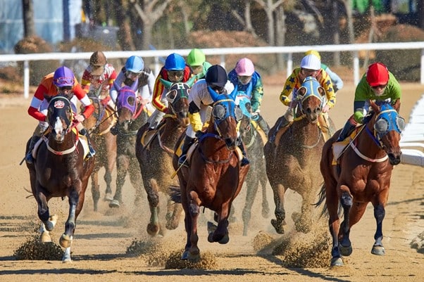 How to bet and earn from horse racing?