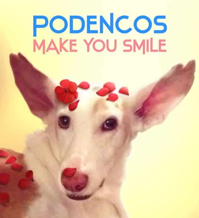 PODENCOS MAKE YOU SMILE by Nola the Untrainable