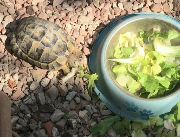 Steve the tortoise back home safe after going AWOL. Photo: Nicola Goff.