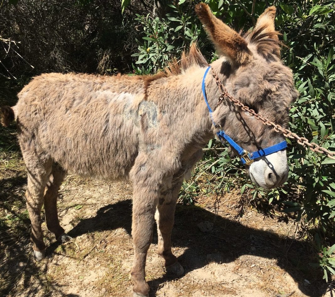 Skeletal donkey is latest resident of Easy Horse CareRescue Centre