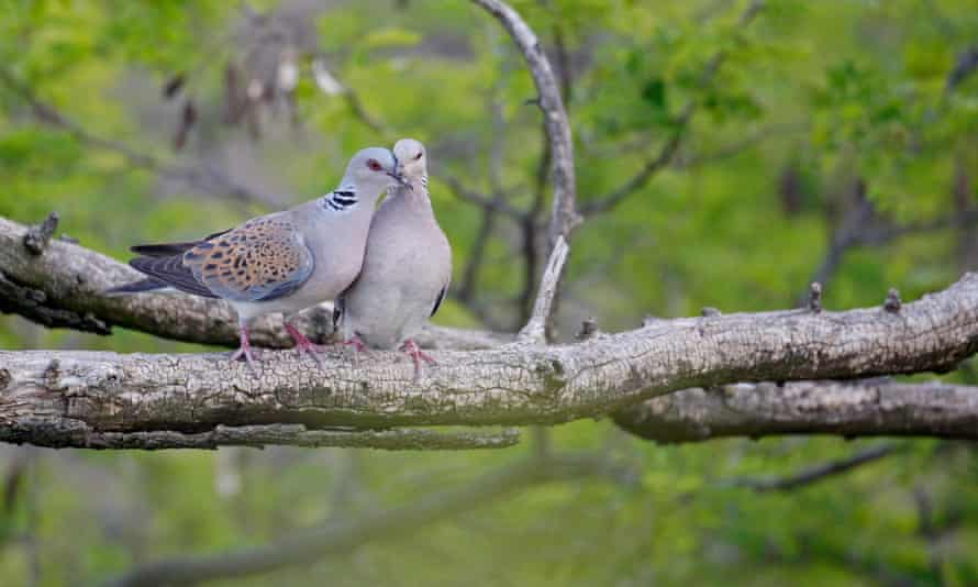 Lack of wildflower seeds has made it more difficult for turtle doves to breed successfully