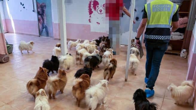 Elche police close illegal kennels with 137 dogs on site
