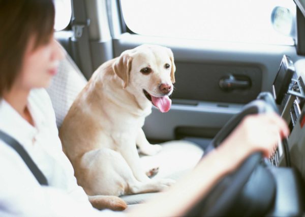 Half of drivers do not know how their pet should travel - The Leader