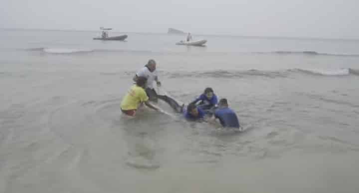 Shark stranded at Poniente beach Benidorm dies. Photos courtesy: Oceanographic Valencia.