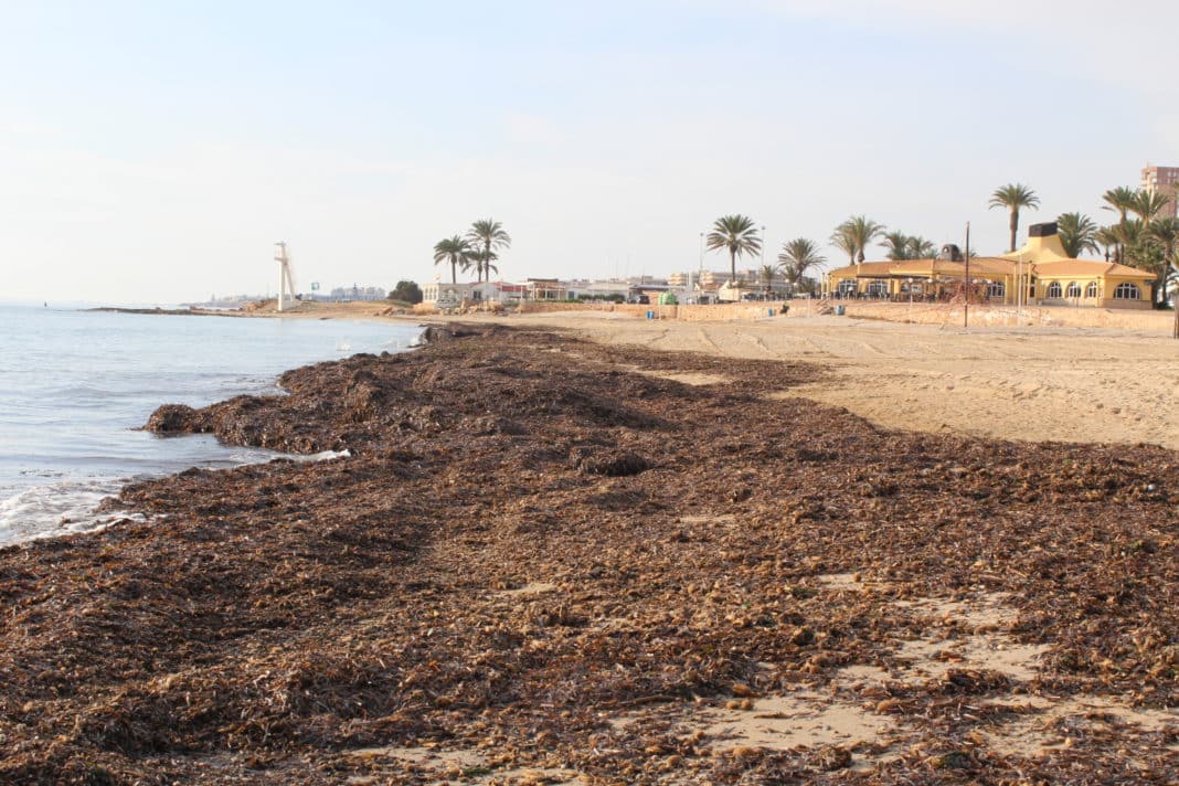 The Consell to stop removal of algae from the beaches t the collection of posidonia algae from its beaches between October and March in order to protect the coastline by retaining the sand. They say that it will ensure transparent water due to the enormous oxygenation capacity, along the 466 kilometres of Valencian coastline. Its accumulation on the beaches is also a determining factor when it comes to retaining the sand and preventing the regression of the coastline. The decree, inspired by results already experienced in the Balearic Islands, will regulate the anchoring of boats on the protected seaweed meadows, now totally out of control and which has a very negative impact on the waters of the province of Alicante. The objective is to better maintain the conservation of the protected seaweed meadows and the biological communities of which they are part. Of special environmental value, the meadows reduce the energy of the waves and currents, reducing erosion and the loss of sand on the beaches, where they also play an active role in natural regeneration, allowing new growths and bonding the sediment. Alfonso Ramos, professor of Marine Sciences and Biology at the University of Alicante highlighted the importance of the 