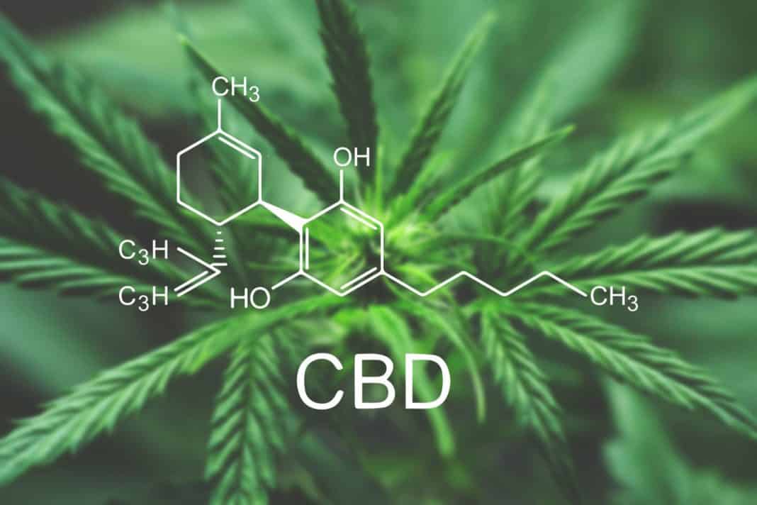 What Does the Rapid Growth of the CBD Industry Mean for the Future? 