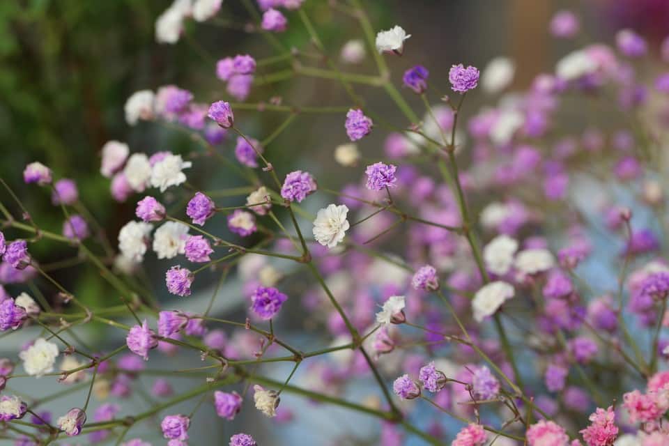 Garden Felix - Gypsophila summer sprays of button-like flowers in shades of white or pale pink