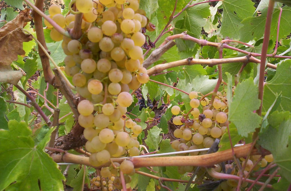 Price of Grapes up 14 Percent