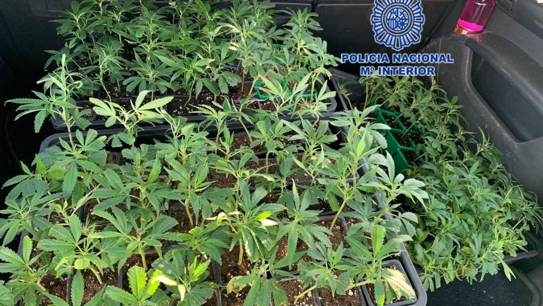 168 Cuttings of Marijuana Plants Found in a Car in Cartagena
