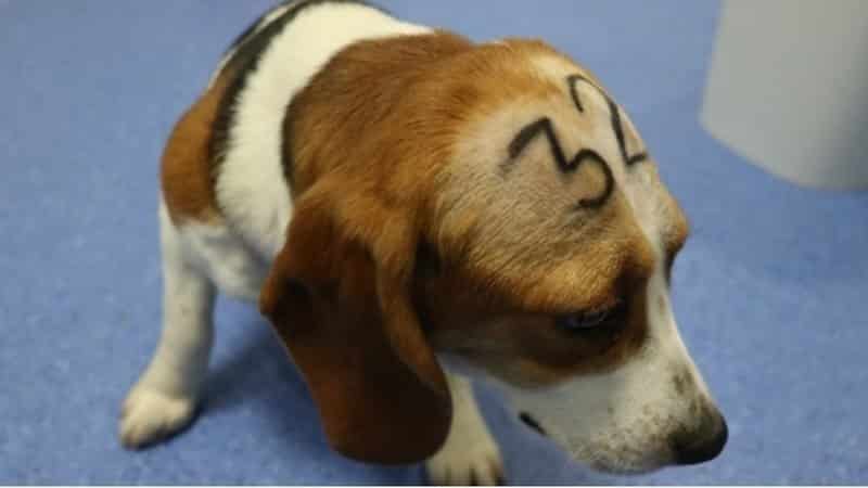 Barcelona University to execute 38 Beagle dogs following drug trials