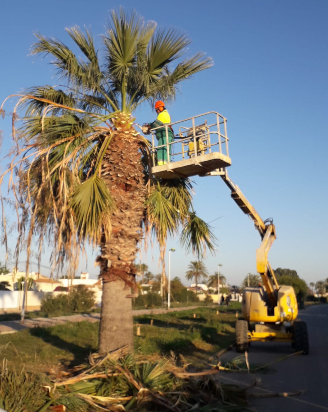 Palm Tree Pruning in Torrevieja