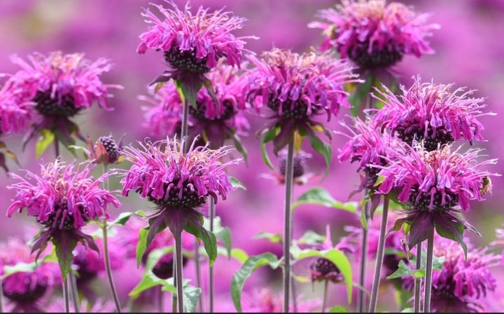 Garden Felix - Bee balm adds cheerful colour to the garden