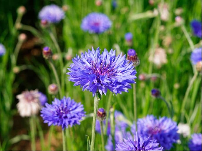Garden Felix - Cornflowers from late Spring into Autumn attract bees and butterflies