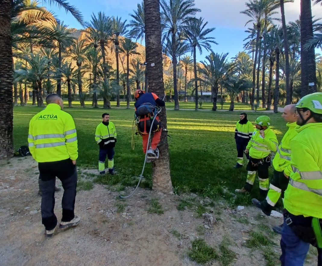 Palmeral workers attend safety course on climbing trees