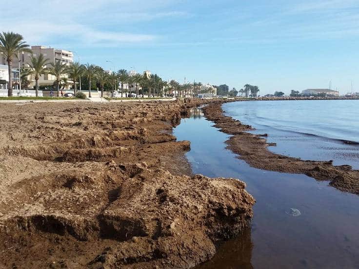 Santa Pola Asks for Exception to Remove Algae from Beaches