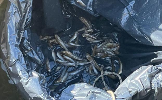 Dozens of dead fish washed up in Santiago de la Ribera