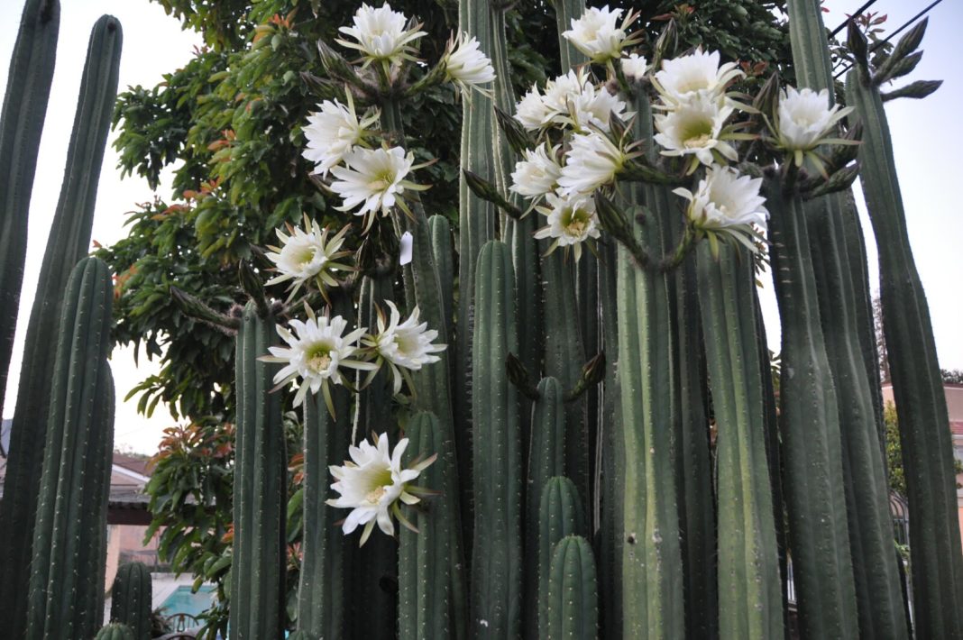 The popular cactus Echinopsis pachanoi - ‘San Pedro'