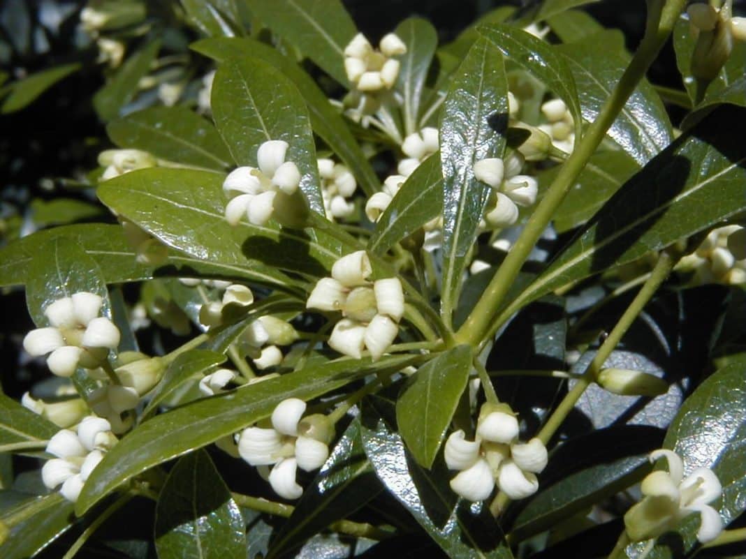 Garden Felix - Japanese Pittosporum fragrant, creamy white flowers
