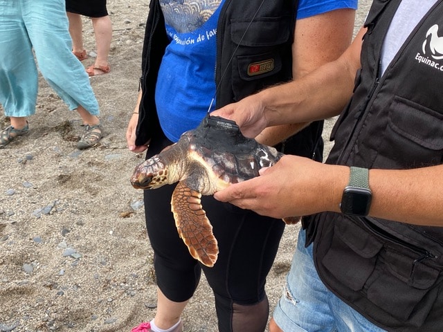 Loggerhead Sea Turtles born in Mojácar are now swimming free
