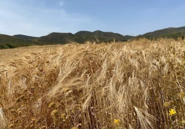 Wheat fields in Fuente Álamo and Mazarrón. Photo: Zoe Cooper.