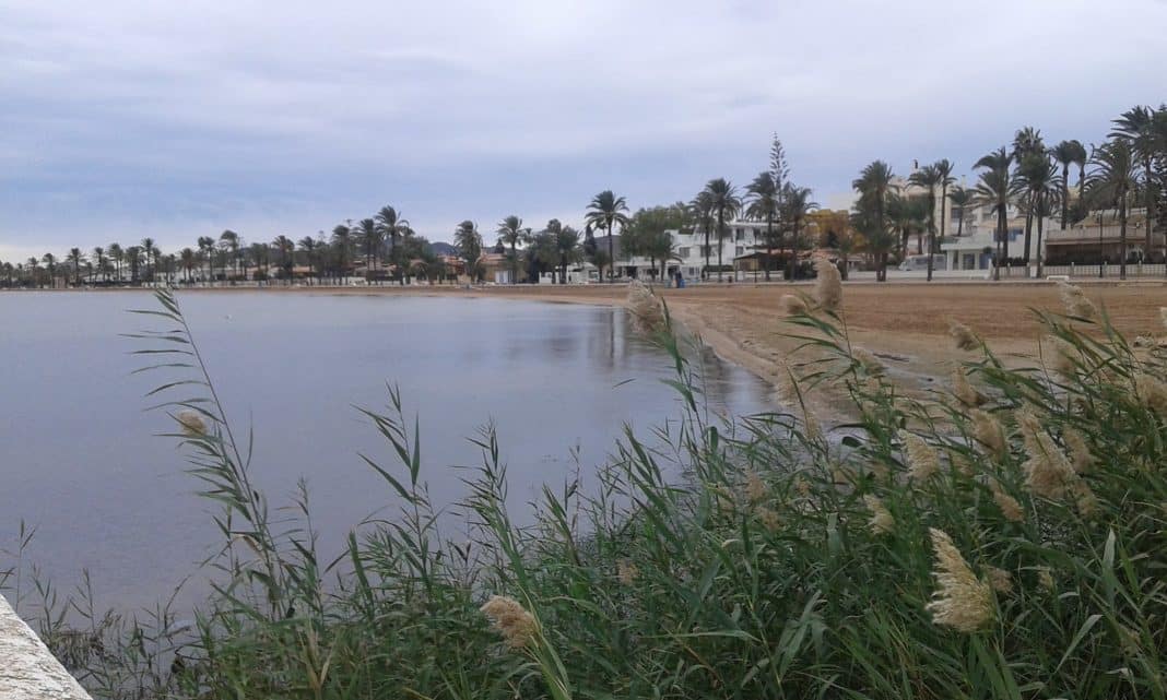 reeds in situ on the coast of Mar de Cristal