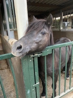 New pony 19th August 2022