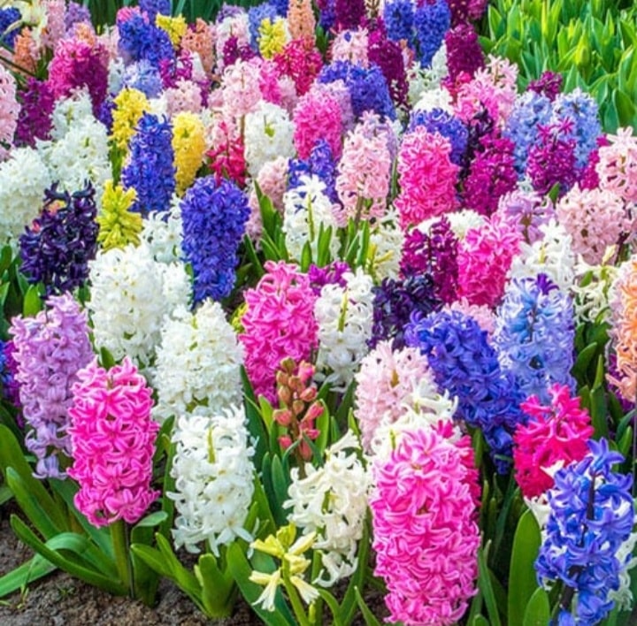 One of the most powerful garden scents of spring comes from Hyacinth in bloom.