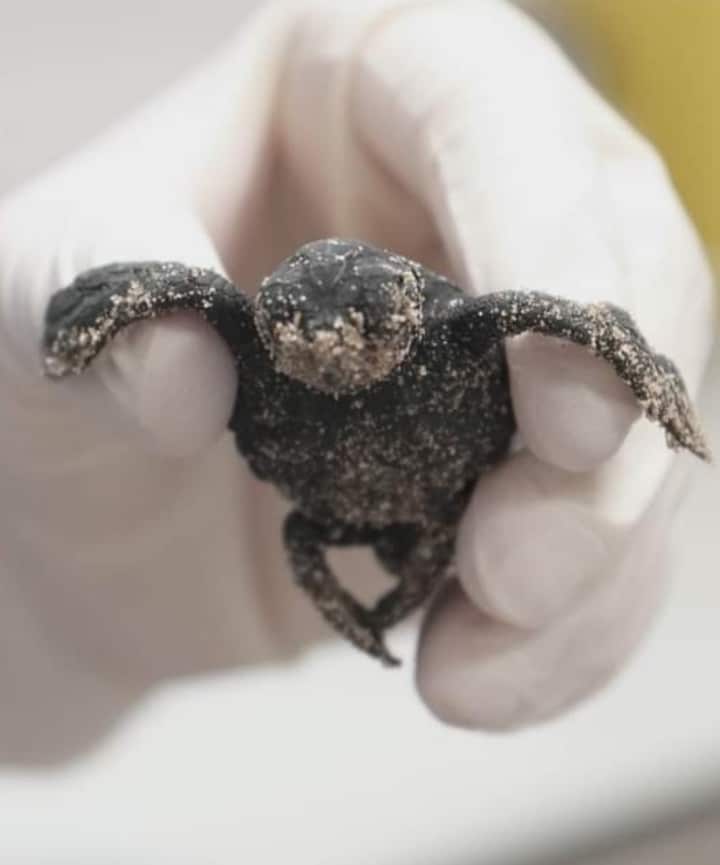 The first sea turtle - Caretta caretta - has been born in an incubator of the Oceanogràfic, 