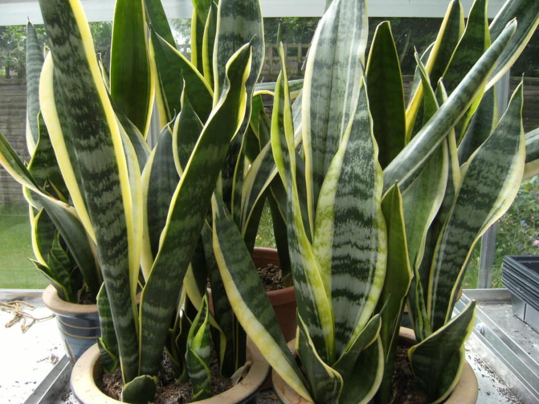 Snake plants are midly toxic to humans, cats and dogs, if eaten.